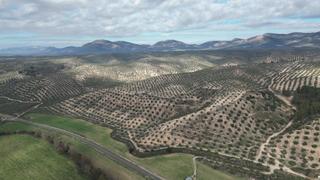 Finca rústica a Iznalloz. Finca 60 ha de olivos de regadio en iznalloz granada