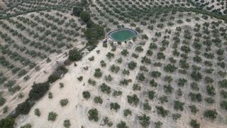 Mas à Iznalloz. Olivar de regadio y 70 ha ciclo completo de producción y alta re