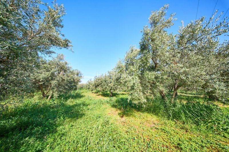 Foto 160e0fb9-2c64-4d7a-aeec-2448ed4e1af3. Masia a Cáñar