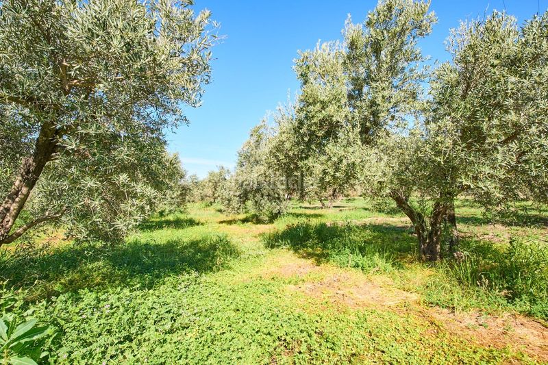 Foto 6e0ad860-813b-4e1f-b109-5dd539150f5c. Masia a Cáñar