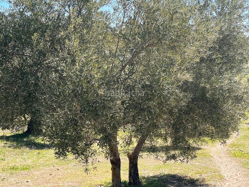 Foto 0cacda37-55d5-4481-a59e-60d0ae9e4ece. Finca rústica a Íllora