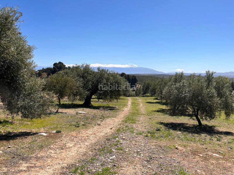 Foto 2e60ae80-48d1-4723-94a8-7415a97d910c. Finca rústica a Íllora