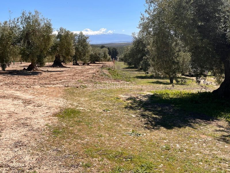 Foto 40868ae6-c09b-4df7-b0a2-47bd2626a4d5. Finca rústica a Íllora