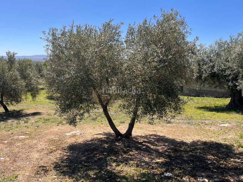 Foto 40f9cb29-c827-4c93-a436-4c52350cf704. Finca rústica a Íllora