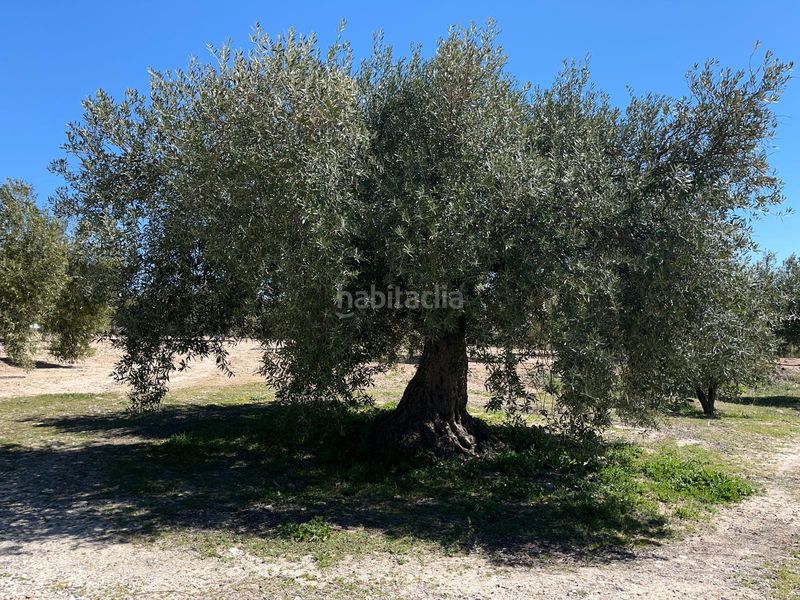 Foto 658c7bc8-b897-4ade-8e5b-f9ea1db75826. Finca rústica a Íllora