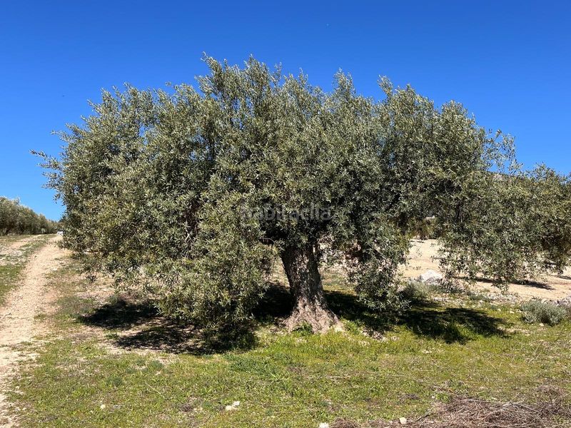 Foto 697bd677-066e-4025-b3fc-77a22910793d. Finca rústica a Íllora