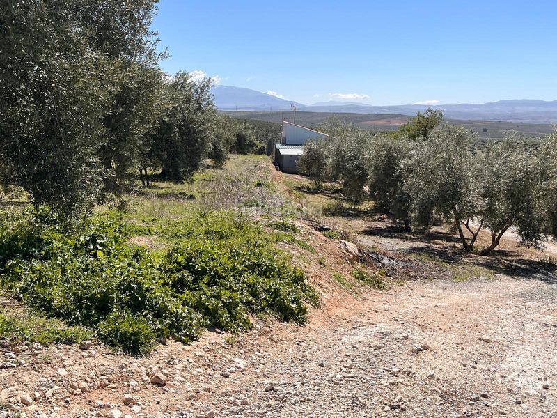 Foto 6e208adf-1126-44b7-be15-55343e4bcdfb. Finca rústica a Íllora