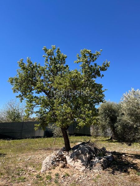 Foto ca5785b5-3630-4e6e-bbb8-8b0d4c9d0171. Finca rústica a Íllora
