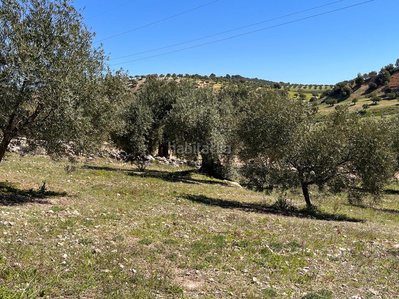 Foto eac4ad49-35bc-41f4-b102-2c84cf688930. Finca rústica a Íllora