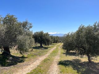 Rural plot in Íllora. Finca de olivos de 7.770 m2 en plena producción, edificable 77m2