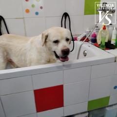 Traspàs Local Comercial a Tavernes Blanques. 0587  tienda y peluquería canina en tavernes blanques