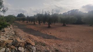 Finca rústica  Polígono 15. Se vende terreno a 5,5km de benicarló y a 3km de calig.