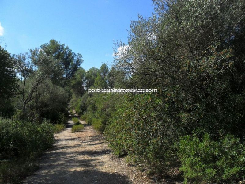 Foto a76687a1-a284-4321-ae29-8ce6d58eff6b. Terreny residencial a Sencelles