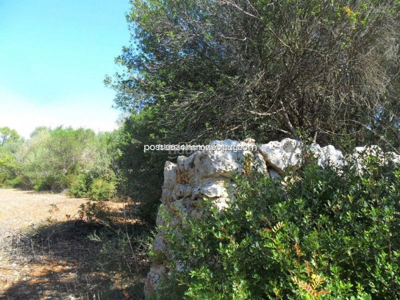Foto 6b6d679a-9ae1-4703-b058-b9c86bca780b. Finca rústica gran finca rustica con proyecto en Sencelles