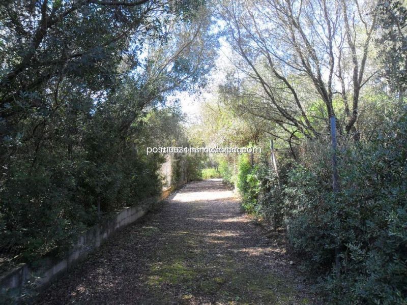 Foto 6cdff1b3-3f72-497f-a3c8-887a522d46a1. Finca rústica gran finca rustica con proyecto en Sencelles