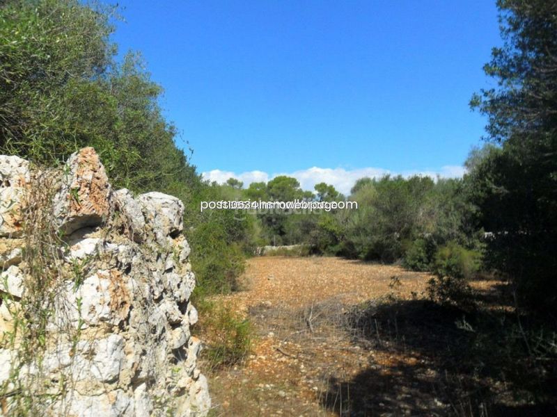 Foto 85c09998-e03c-40b3-8672-daf4aad669e4. Finca rústica gran finca rustica con proyecto en Sencelles