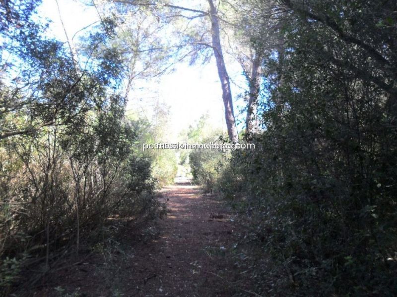 Foto 94dcef18-f0ae-4c73-9bb9-792b03a83a29. Finca rústica gran finca rustica con proyecto en Sencelles