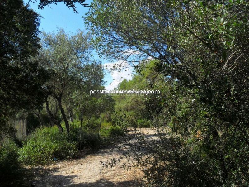 Foto 97d4d443-6586-48a3-a80e-a7c033212c7e. Finca rústica gran finca rustica con proyecto en Sencelles