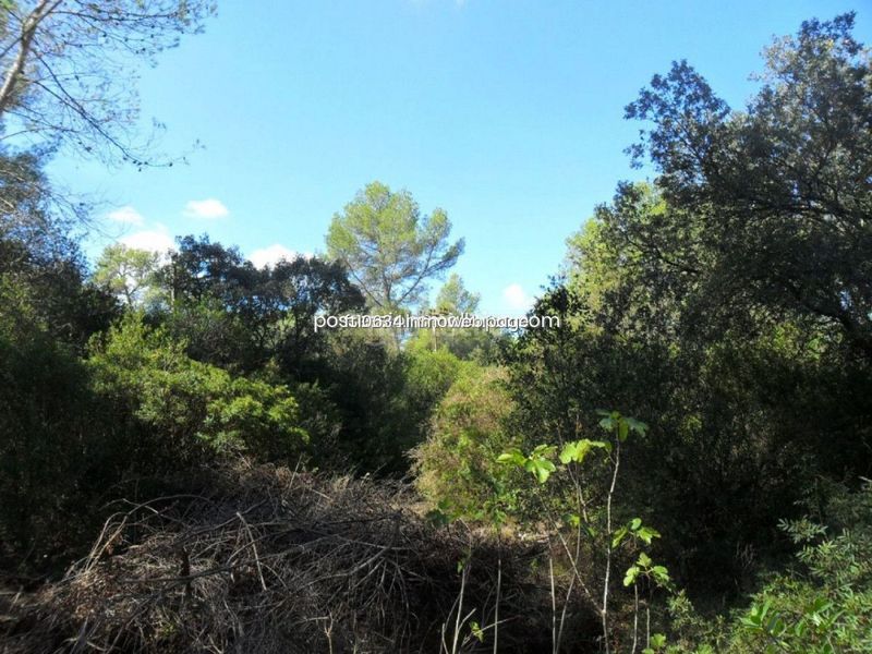Foto e0f0dbfe-95ad-415e-a515-a9af9d79c8f7. Finca rústica gran finca rustica con proyecto en Sencelles