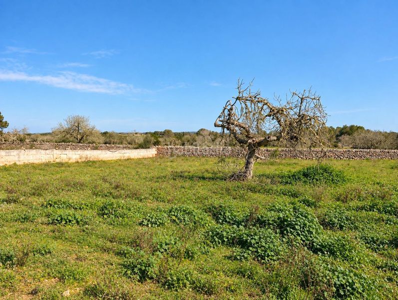 Foto b8dbab13-820e-4ec9-9392-0dd8428c1322. Casa amb aparcament a Algaida
