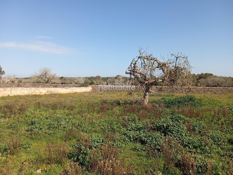 Foto c7d67aad-bc85-49b3-a34c-2a48a0cafd75. Casa amb aparcament a Algaida