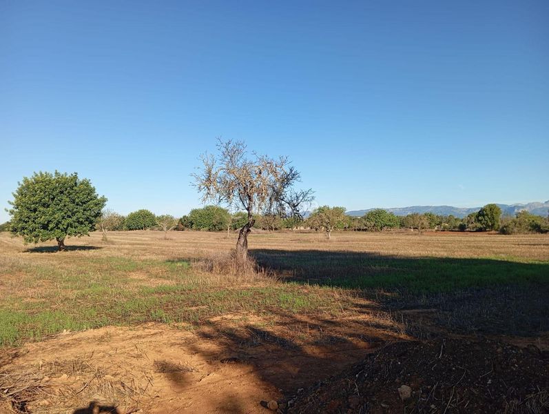 Foto 2789ccca-c97a-4a82-bafa-5f355c5529ad. Casa in Algaida