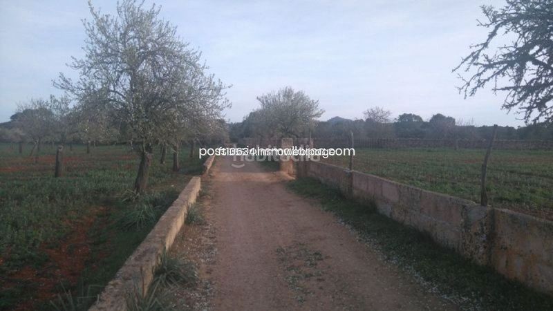 Foto 0583a125-8136-4adf-be43-d0bf9aaf1904. Finca rústica a Algaida