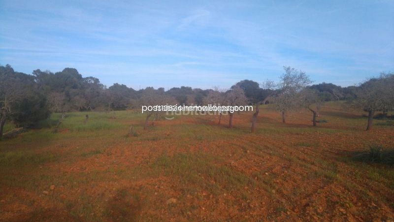 Foto 389622be-4403-49ca-bf61-0e4d4f1965a5. Finca rústica a Algaida