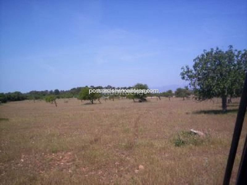 Foto b144eaff-67da-4be7-b758-d5f0408bc9a4. Finca rústica a Algaida