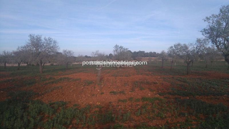 Foto ca4e807c-47ab-4744-a8f5-15e550f2cb33. Finca rústica a Algaida