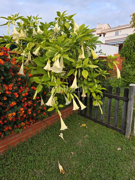Foto 03734ca0-2005-4195-be63-029b073e101f. Chalet avec chauffage parking piscine dans Santa Quiteria - Les Boqueres Almazora / Almassora
