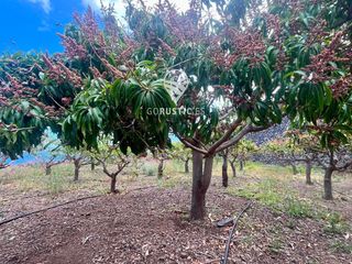 Propriété  General. Finca con producción de mangas y las mejores vistas de la gomera
