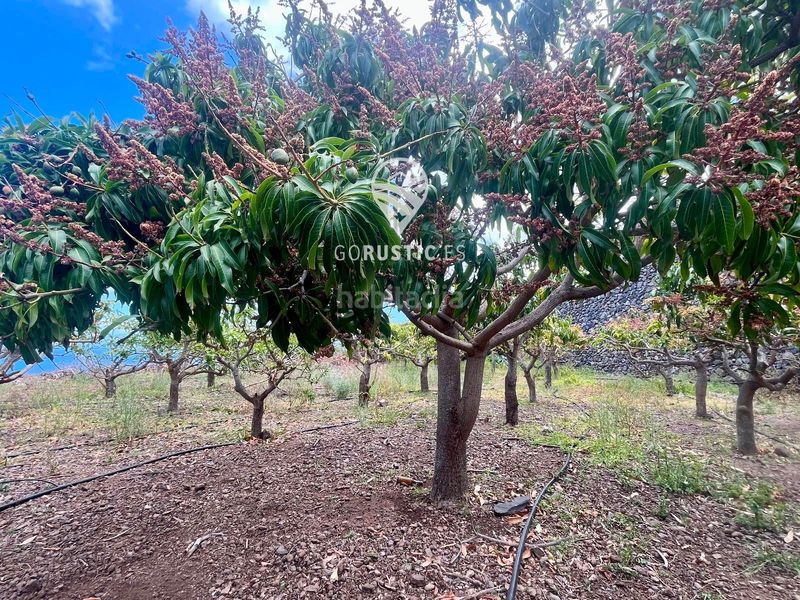 Foto eb96f6f1-4cdd-4729-a255-6a77ea7cae69. Finca rústica a Agulo