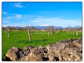 Masia  Lloret de vista alegre. Exclusiva finca con vistas despejadas en son marrn