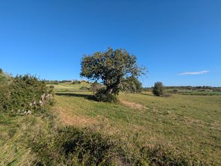 Fondo rustico in Sant llorenç des cardassar 6. Solar rustico edificable.