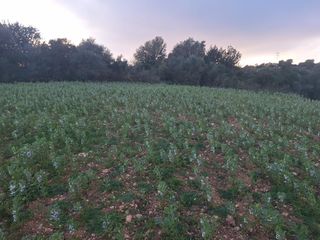 Terreno residencial en POLIGON 05