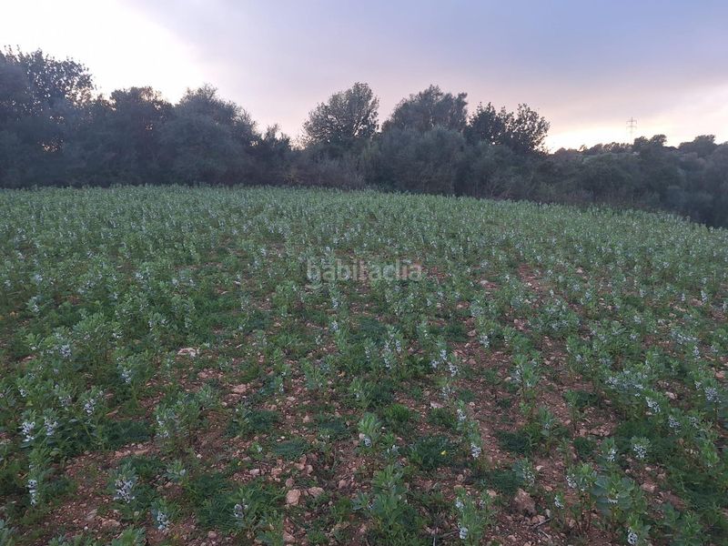 Foto ad8b7932-64ec-4a22-b082-0076dfb0017d. Terreny residencial a Manacor centre Manacor