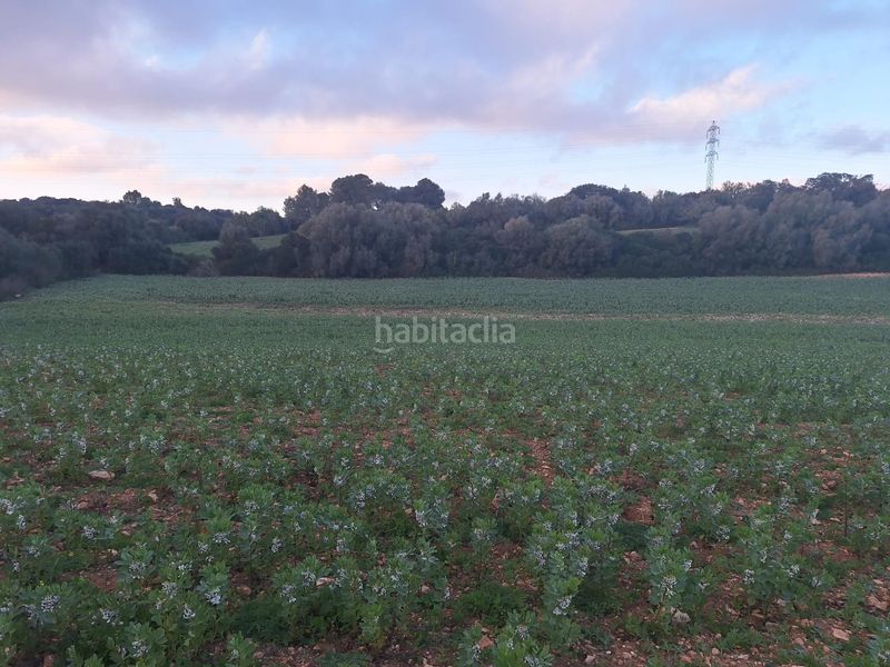 Foto bac4a118-7eb9-4895-baf3-ac706d3effec. Terreny residencial a Manacor centre Manacor
