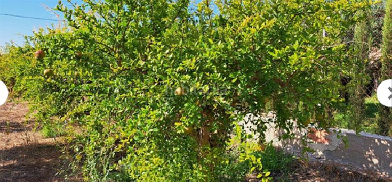 Foto d12528be-e323-4b9a-9002-47076c5a7b0b. Finca rústica !cdatafinca en la ptda de daimes en Elche / Elx