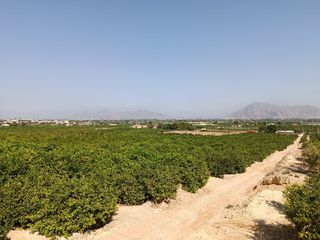 Landgut in Jacarilla. !cdataalta rentabilidad agrícola! terrenos de mandarinos y limon