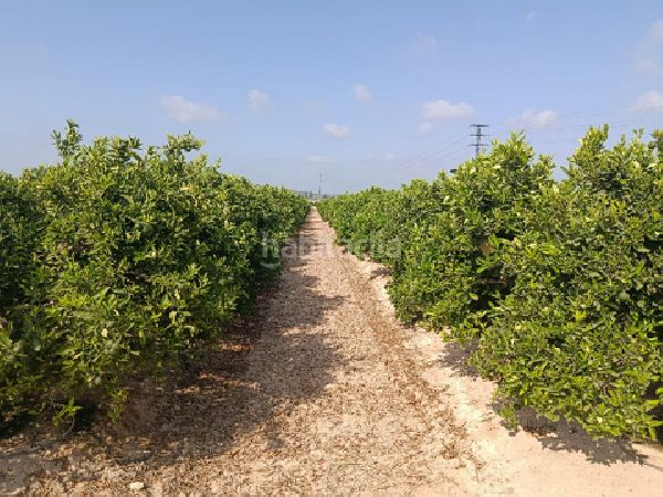 Foto de15bf4a-e1bc-4bbb-8ce2-9741231cef51. Finca rústica a Jacarilla