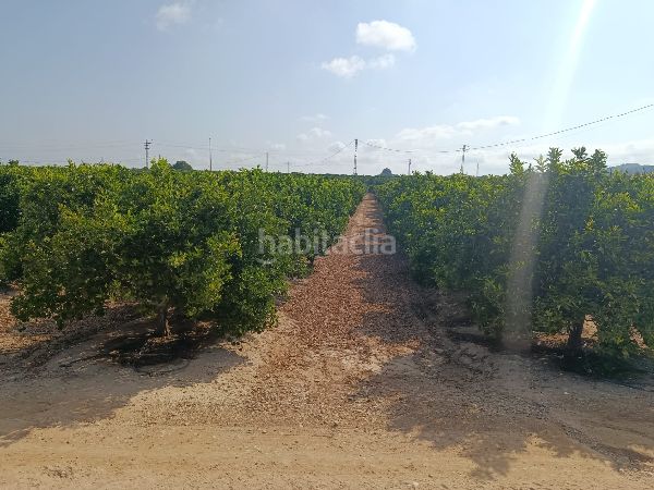 Foto e6be7a88-4371-461b-96ed-6939f5712b12. Finca rústica a Jacarilla