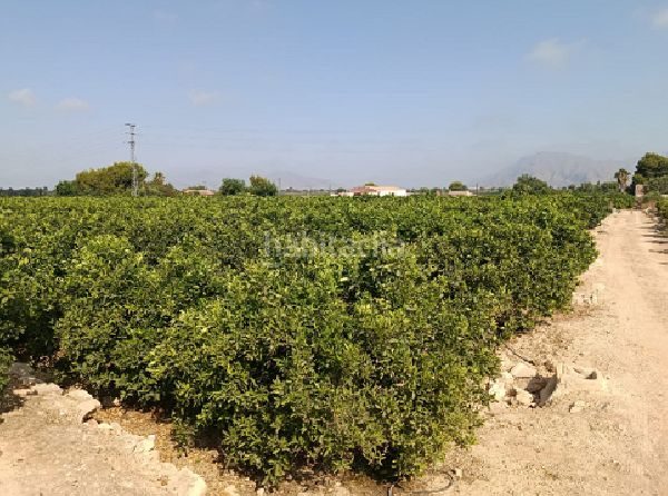 Foto f25f05e9-46fd-4257-9a21-4ea57b012bf9. Finca rústica a Jacarilla