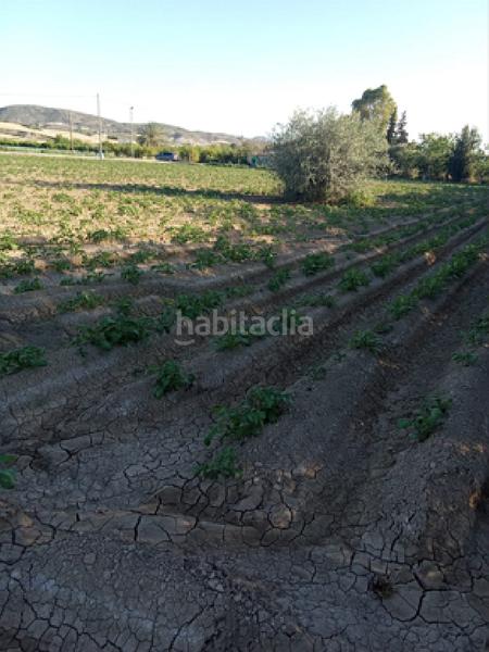 Foto 2322bd9b-09a9-4a35-ac24-1d5319c311e8. Casa pareada !cdatacasa rural 177m2 con cochera y terreno de cultivo 11.653m2 en orihuela en Jacarilla