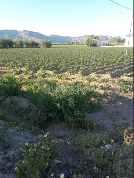 Foto a802ed6d-92ae-473d-90b7-4a97e237388c. Casa pareada !cdatacasa rural 177m2 con cochera y terreno de cultivo 11.653m2 en orihuela en Jacarilla