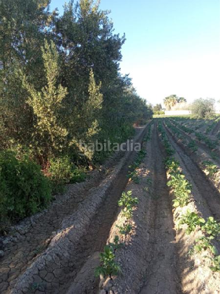 Foto cec12cf5-8026-48b5-86bc-d4c38edb4cc3. Casa pareada !cdatacasa rural 177m2 con cochera y terreno de cultivo 11.653m2 en orihuela en Jacarilla