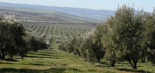 Terrain résidentiel à Almendralejo. Finca de olivar y viñedo inversión agrícola excepcional en badaj