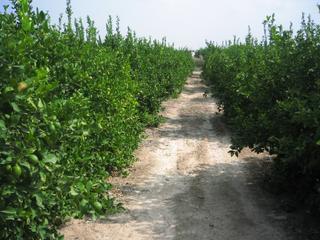 Finca rústica en Sangonera la Seca. Se vende finca de citricos en plena produccion.