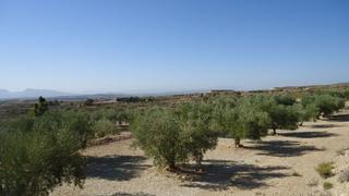 Finca rústica en Abanilla. Finca de regadío de 30.000 m2 con 444 olivos en producción