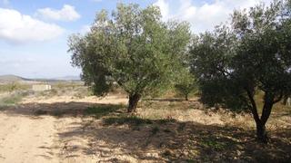Rural plot in Yecla. Parcela edificable de 7,050 m con agua de riego y cuarto de aper